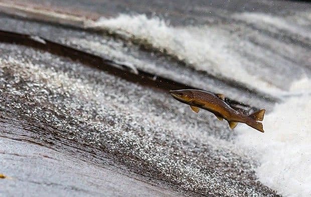 Salmon swimming upstream