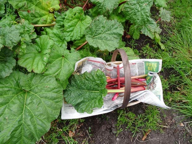 Rhubarb Crown and picked stems