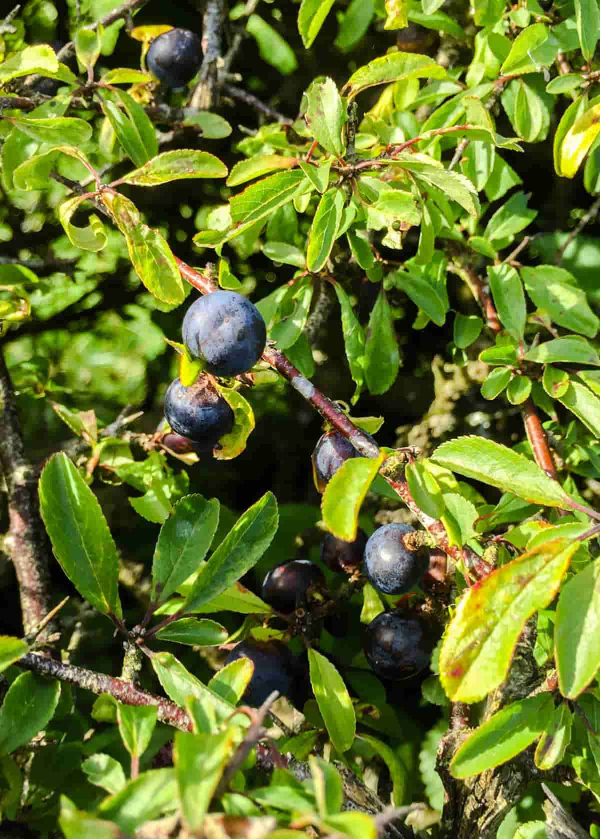sloes for sloe cordial