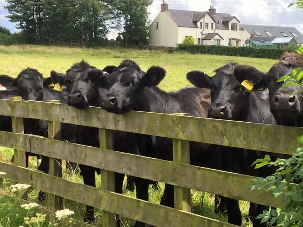 About Farmersgirl Farm - Cows!