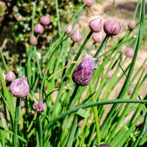 Chives with flowers