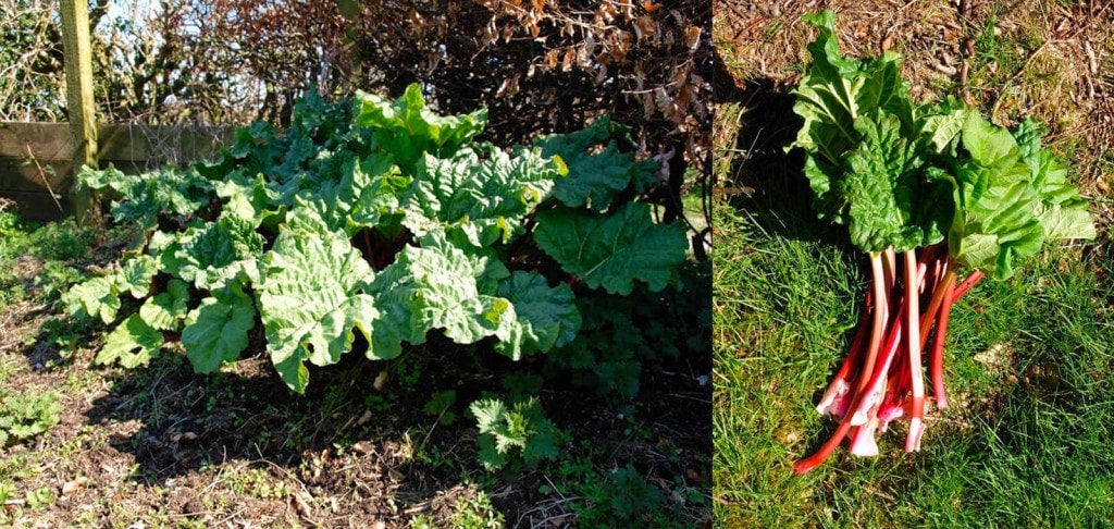Rhubarb grows really well in my garden and the early pink stems are ideal for Easy Rhubarb Millefeuille