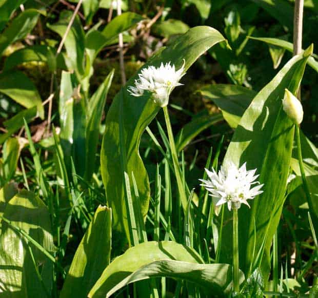 Wild Garlic with flowers