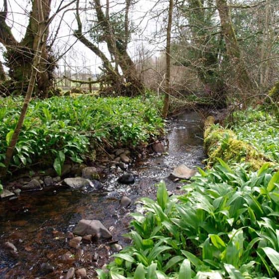 Wild garlic in the woods