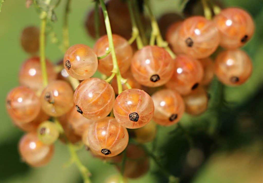 white currants growing 