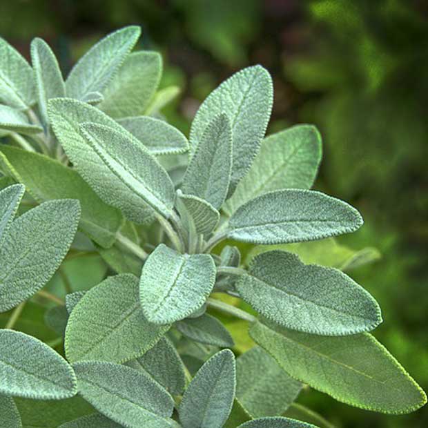 sage herb plant 