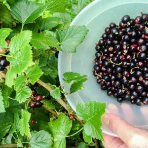 Bowl of blackcurrants for Blackcurrant Jam