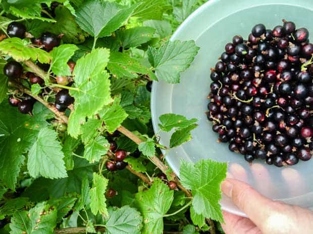 Picking blackcurrants for Blackcurrant Jam