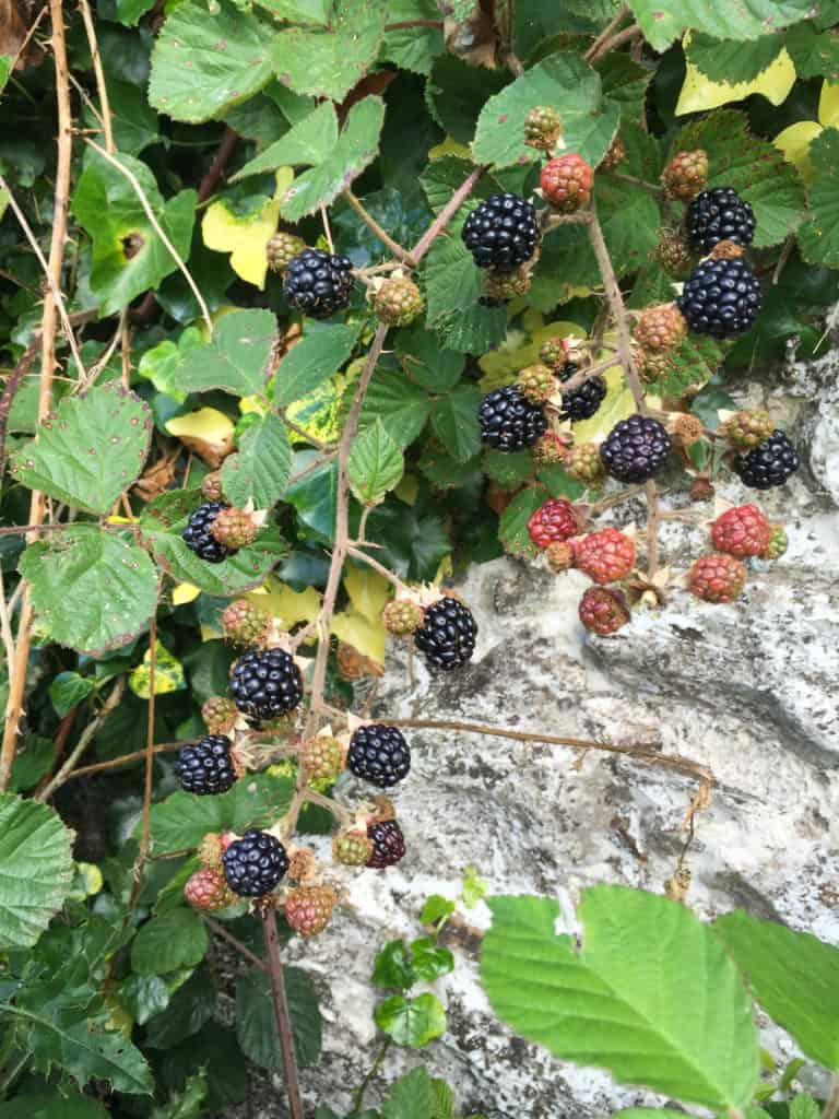 Blackberries 2016