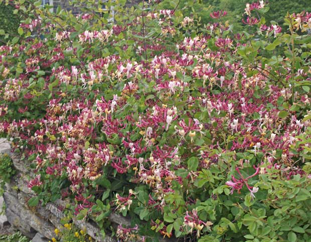 Honeysuckle Hedge