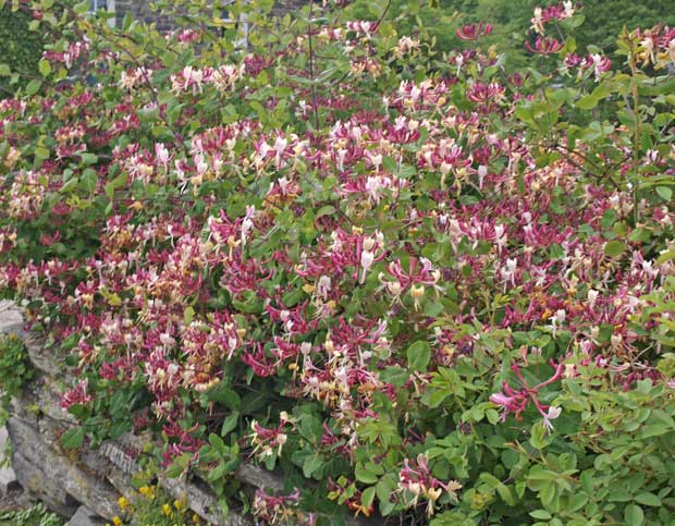 Honeysuckle Hedge 