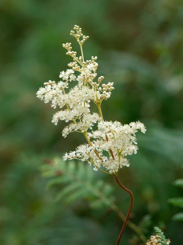 Meadowsweet WIldflower 