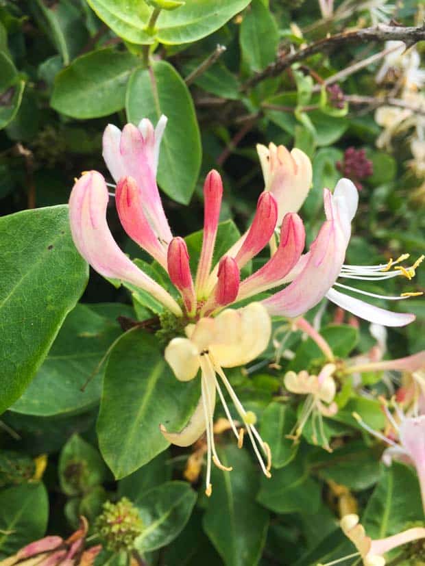 Honeysuckle Flower