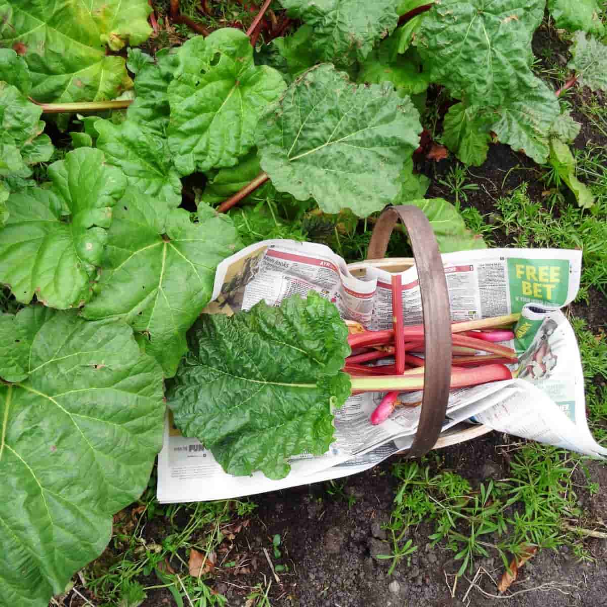 Rhubarb growing in garden and some cut in basket