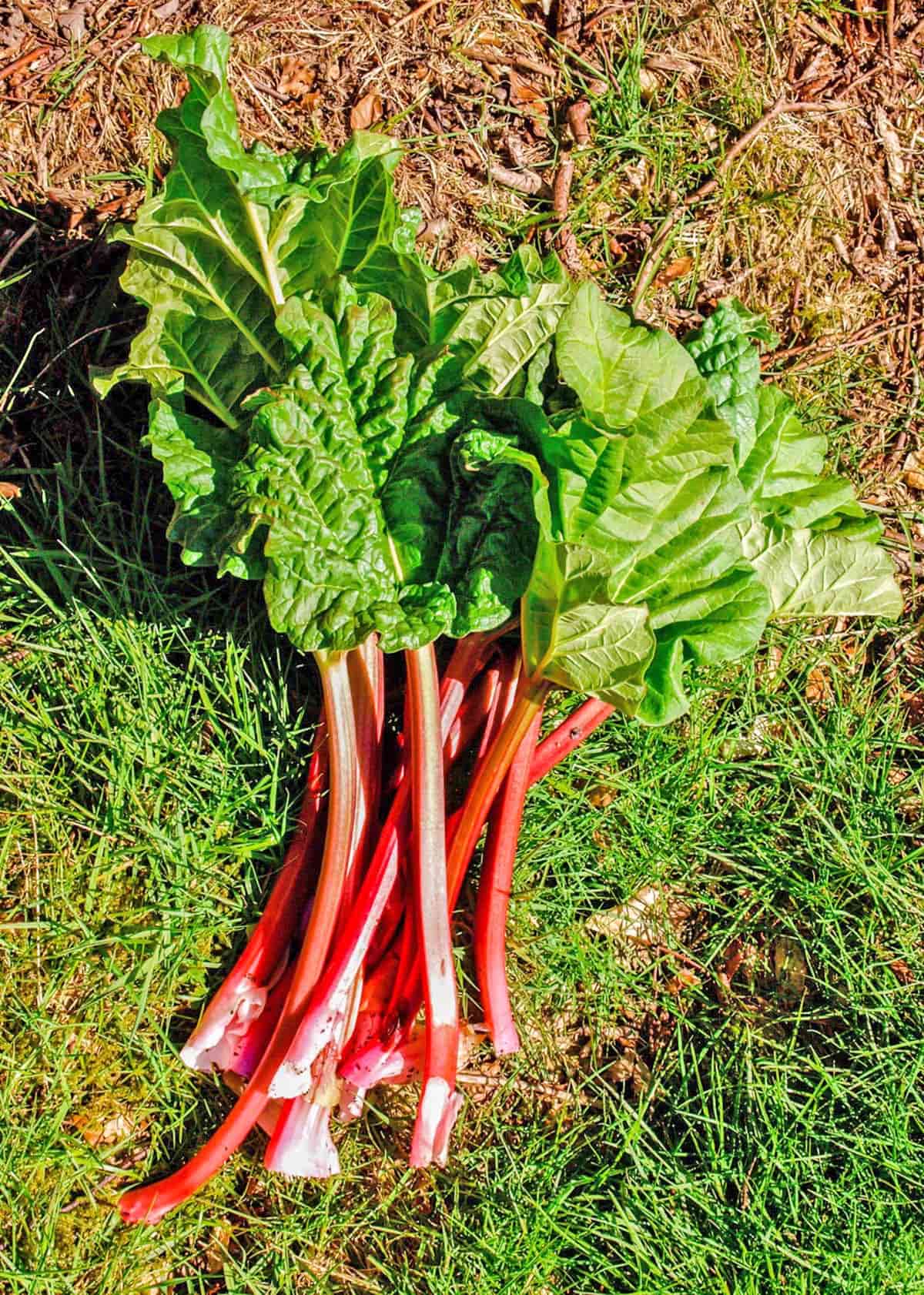 Rhubarb with leaves and stems