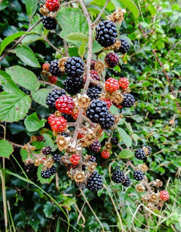 blackberries growing