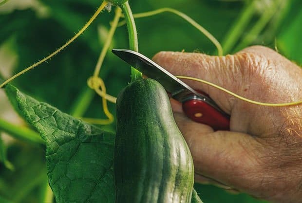 Cucmber on vine