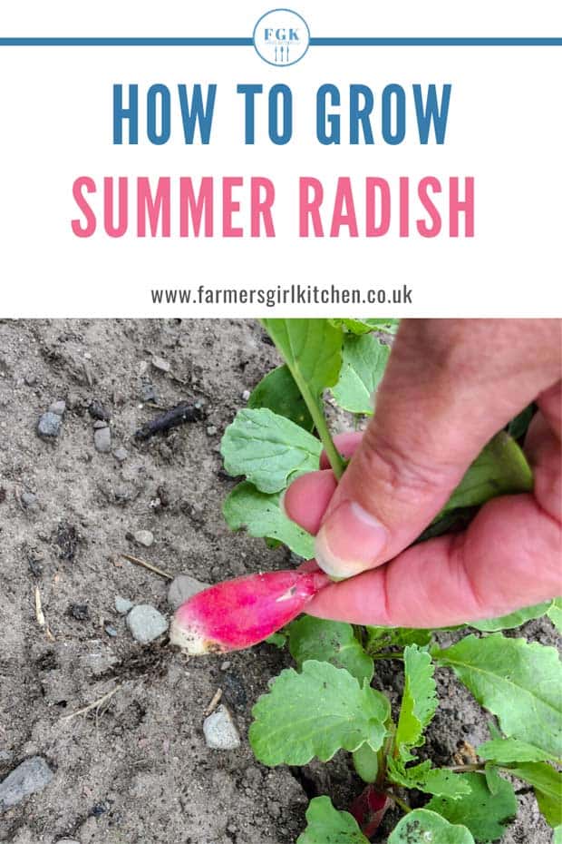How to Grow Summer Radish