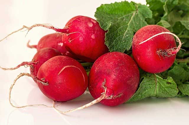 Image of Radishes summer plant