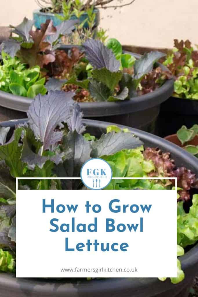 How to Grow Salad Bowl Lettuce Farmersgirl Kitchen