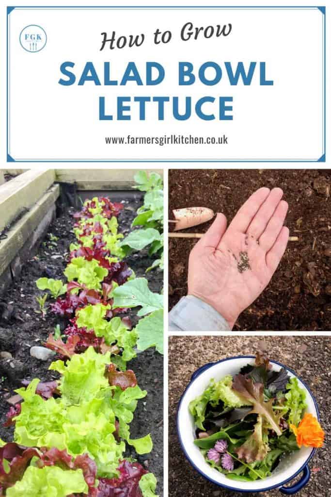 How to Grow Salad Bowl Lettuce Farmersgirl Kitchen