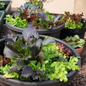 Grow salad bowl lettuce in a pot of tub