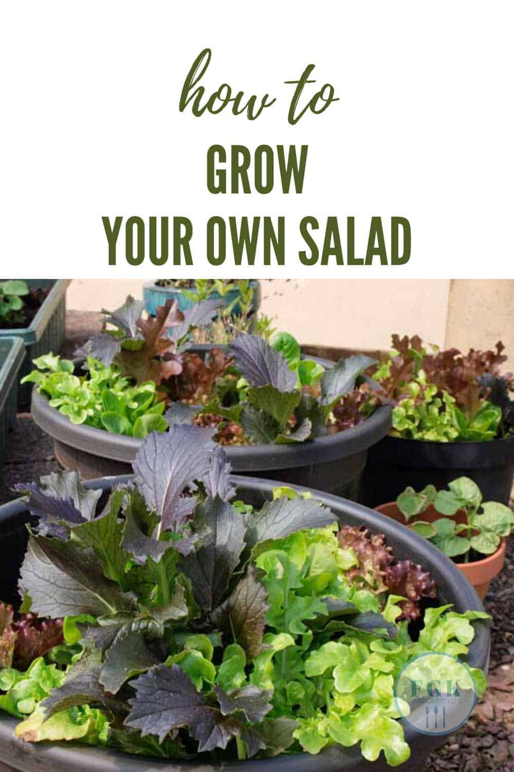 How to Grow Salad Bowl Lettuce Farmersgirl Kitchen