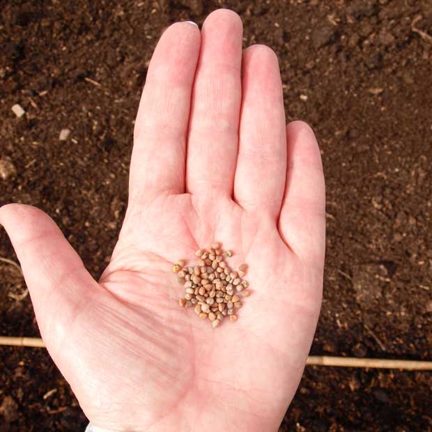 How to Grow Summer Radish - Radish Seeds 