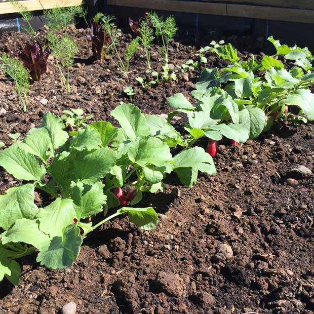 How to Grow Summer Radish- radishes growing in raised bed