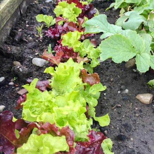 how-to-grow-salad-bowl-lettuce-farmersgirl-kitchen