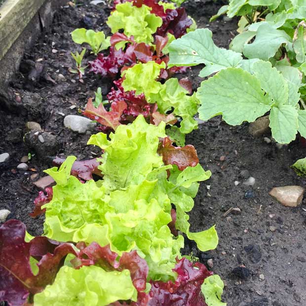 How to Grow Salad Bowl Lettuce Farmersgirl Kitchen