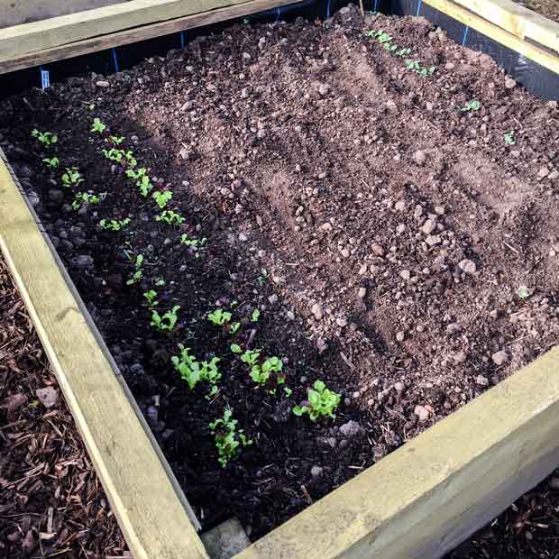 Salad Bowl lettuce after one month