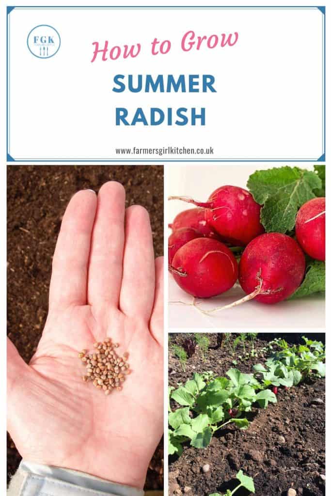 Step by step growing gudie to summer radish