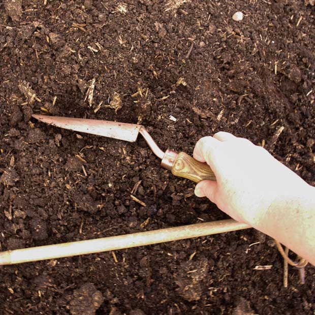 cover the seeds with soil