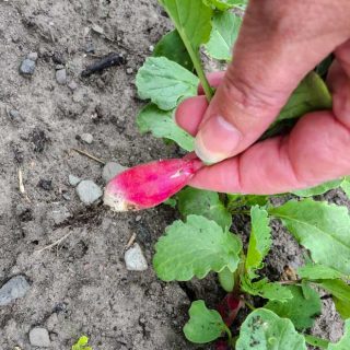 harvesting radishes