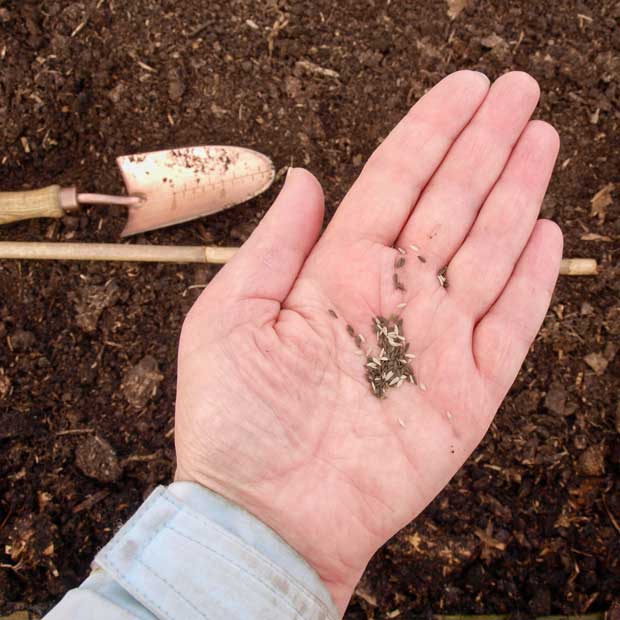 lettuce seeds in hand