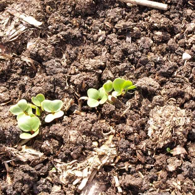 How to Grow summer Radish - seedlings 