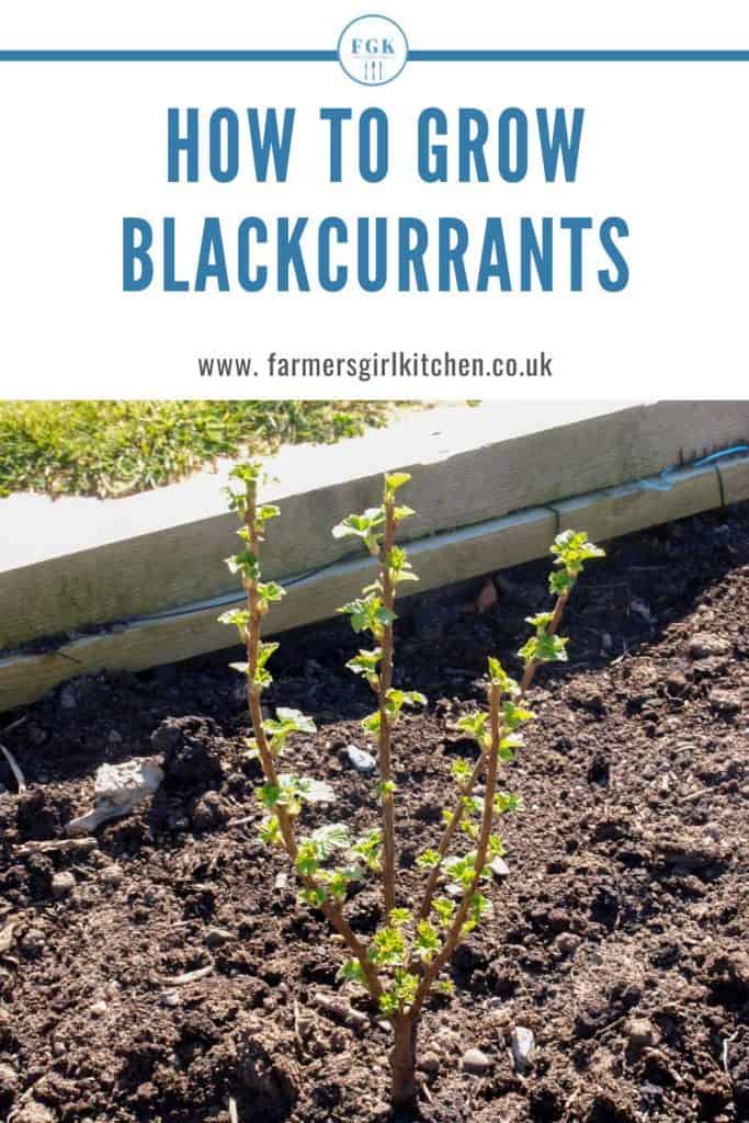 Raised Bed with young Blackcurrant Bush
