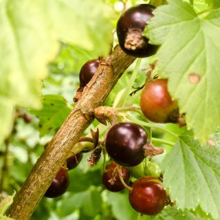 Blackcurrants and leaves