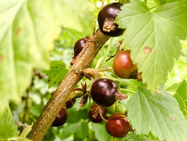 Blackcurrants and leaves