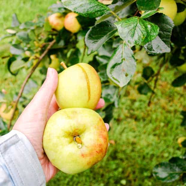 two appleas in a hand and apple tree