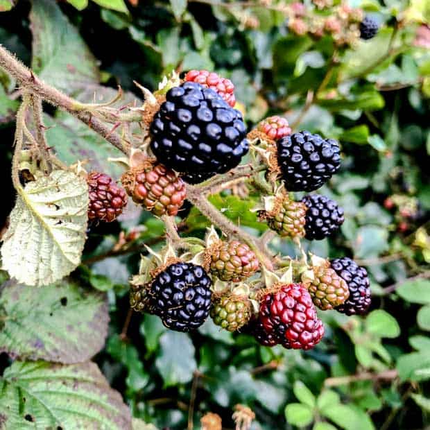 Blackberries growing in hedgerow