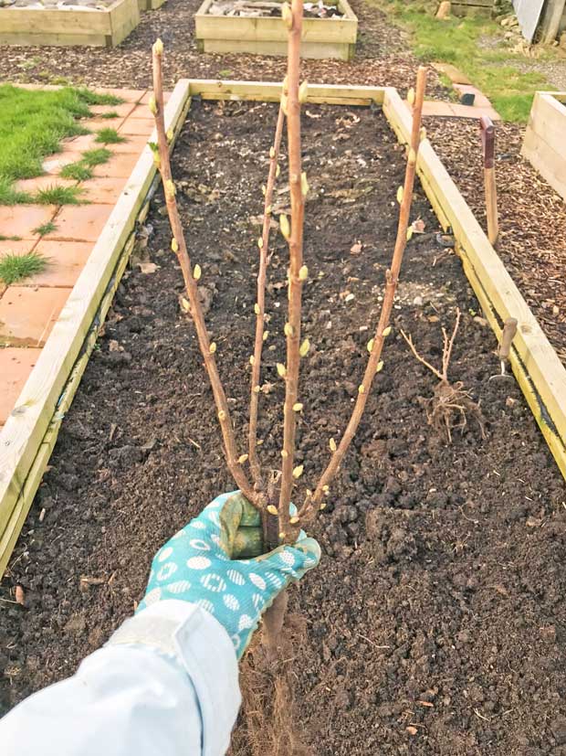 Planting a blackcurrant bush 