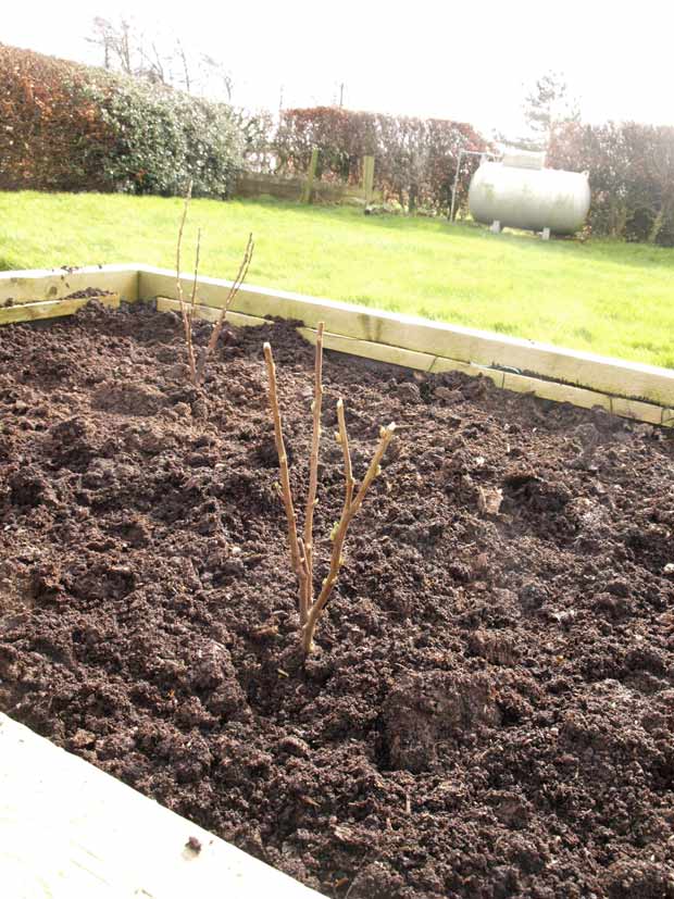 Raised bed with blackcurrant bushes 
