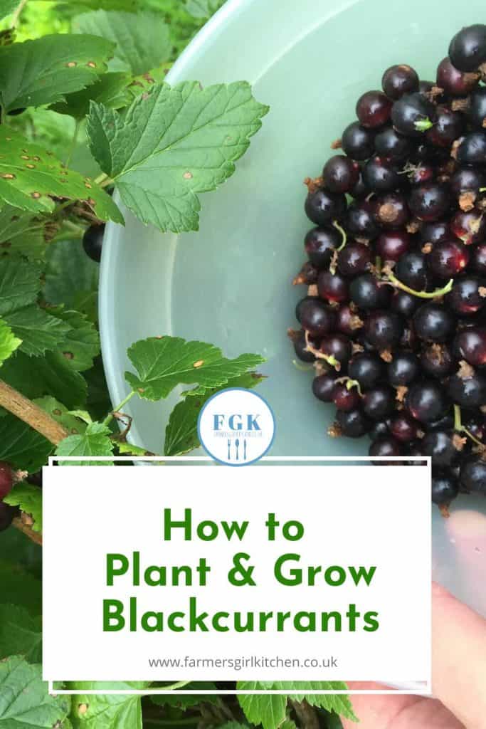 Bowl of Blackcurrants