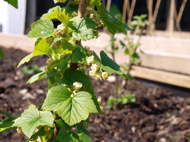 Blackcurrant flowers