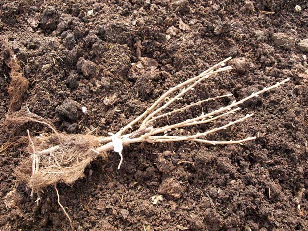 Bare root blackcurrant bush on soil