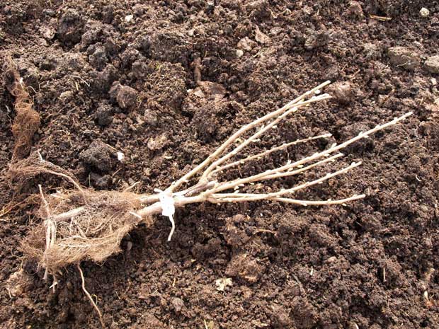 Bare root blackcurrant bush on soil 