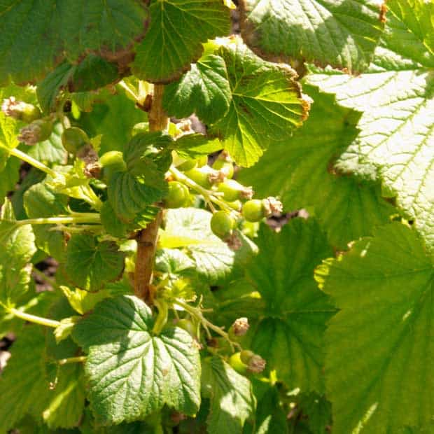 unripe blackcurrants on the bush