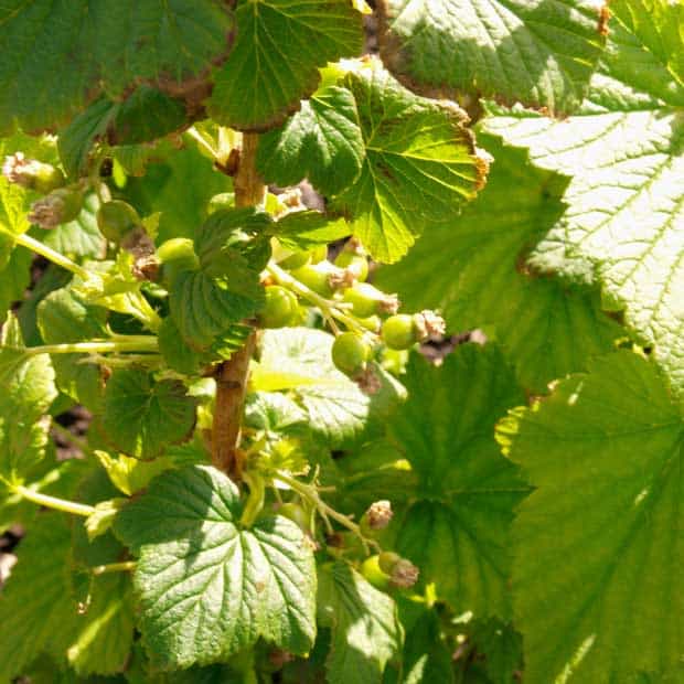 unripe blackcurrants on the bush 